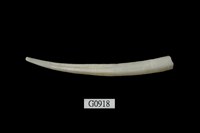 藏品(青象牙貝)的圖片